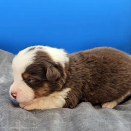 Brown Collar BTM - Red tri-color male Miniature American Shepherd puppy in Lexington, Kentucky from Deuce's Den