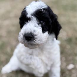 Girl 1 - Parti female Goldendoodle puppy in Washington, Illinois from Lola Bear Goldendoodles