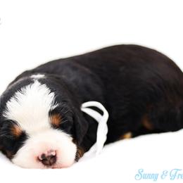 Peace - Black tri-color male Aussiedoodle puppy in Diamond Bar, California from Furrytaildoodles