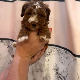 Boy 3 - Red and white Cockapoo puppy in Fort Gibson, Oklahoma from Purser Puppy Patch