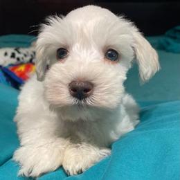 Marcus - Wheaten male Miniature Schnauzer puppy in Interlachen, Florida from Pam's Schnauzers