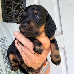 Monica - Black and tan female Dachshund puppy in South Fulton, Tennessee from Stiles' Heartfyre Dachshunds