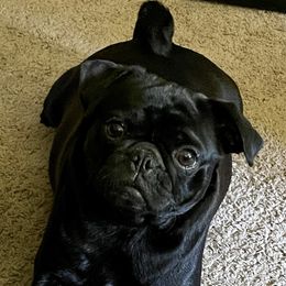 Daisy - Pug (Non-standard)