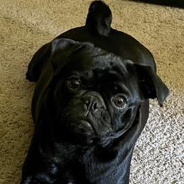 Daisy - Pug (Non-standard)