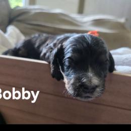 Bobby - Tri-color male Bernedoodle puppy in Blackfoot, Idaho from Draper Mountain Doodles