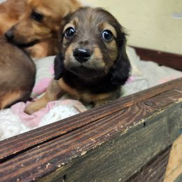 Dachshund Puppies from Climate City Doxies