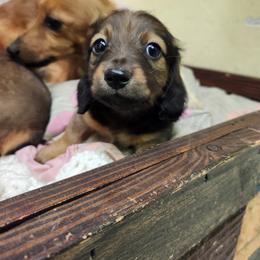 Dachshund Puppies from Climate City Doxies