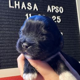 Grinch - Black male Lhasa Apso puppy in Middleburgh, New York from Top Knotch