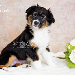 Theodore - Black tri male Miniature Australian Shepherd puppy in Mechanicsburg, Pennsylvania from TJ's Aussies