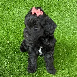 Honor ESA lines lush Wavy coat - Black female Schnoodle puppy in Temple, Texas from Schnauzers Of Taylor