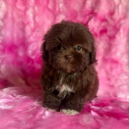 Truffles - Liver and white female Shihpoo puppy in Knoxville, Tennessee from Rocky Top Cavapoos