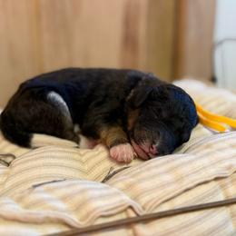 Girl 7 - Black and white female Sheepadoodle puppy in Danville, Indiana from Marley’s Doodle Ranch