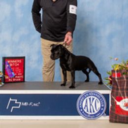 Staffordshire Bull Terriers from English Creek Staffords