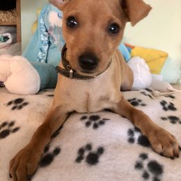 Miniature Pinscher Puppies from Nizhoni Miniature Pinschers of AZ