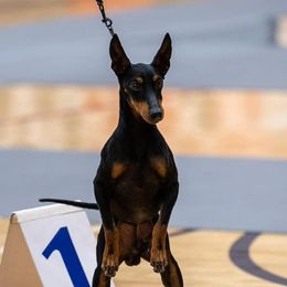Stan - Manchester Terrier