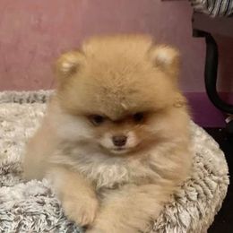 Pomeranian Puppies from Yielding’s Impressive Precious Pomeranians