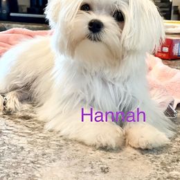 "SOLD -7 months old Past puppy 2022" Maltese and Yorkshire Terrier Puppies from Precious Paws Maltese and Yorkies