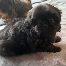 GLORY - Black female Shih Tzu puppy in Kamilche, Washington from Serendipity Shih tzu