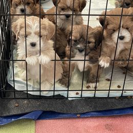 Lhasa Apso Puppies from Karen's Lhasa Apsos