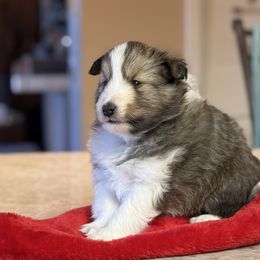 Pumpkin - Shetland Sheepdog puppy from Kochar Shelties