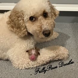 Goldendoodle Puppies from FrillyPaws Doodles