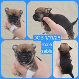 Dark sable boy - Black sabled fawn male Chihuahua puppy in Vineland, New Jersey from Royal Companion's