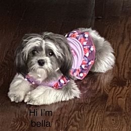 Shih Tzu All Grown Up from Oodles of Poodles & Doodles