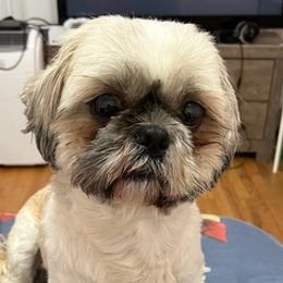 Shihpoos and Shih Tzus from Bayonne Shih Tzu’s