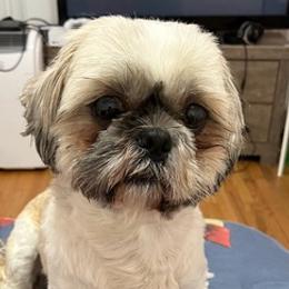 Shihpoos and Shih Tzus from Bayonne Shih Tzu’s