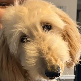 Puppy Boy 1 - Cream male Afghan Hound puppy in Carlisle, Pennsylvania from Winterberry Afghan Hounds