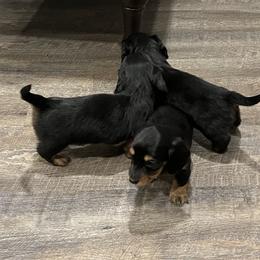Dachshund Puppies from Tippecanoe Mini Dachshund