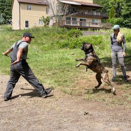 Boerboel All Grown Up from Romboel farm dogs