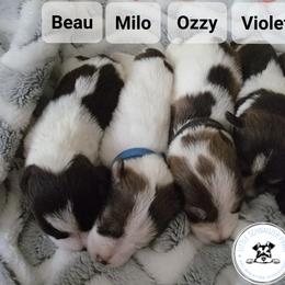 Miniature Schnauzer Puppies from Little Schnauzer Paws