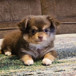 Boy 1 - Chocolate and tan male Chihuahua puppy in Brownsville, Texas from Inuzuka Chis