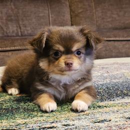 Boy 1 - Chocolate and tan male Chihuahua puppy in Brownsville, Texas from Inuzuka Chis