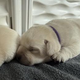 Labrador Retriever Puppies from Maynard’s Labs