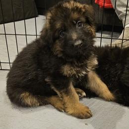 Miss Yellow - Black and red female German Shepherd puppy in Newaygo, Michigan from Sterley Shepherds