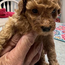 Poodle and West Highland White Terrier Puppies from JJs Puppies of the Carolinas