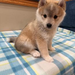 Ringo - Wolf sable male Pomsky puppy in Marshall, Minnesota from Miles of Smiles Pomskies