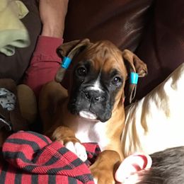 Boxer Puppies from Quinney’s Boxers
