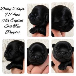 Daisy - Black female Shih Tzu puppy in Maize, Kansas from Air Capital Shih Tzu Puppies