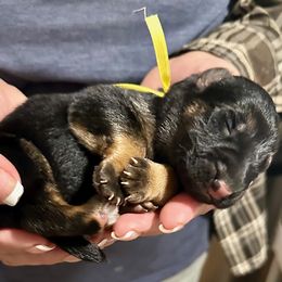 ARLO - Yellow Collar Male - Black and red male German Shepherd puppy in Paso Robles, California from Central Coast German Shepherds
