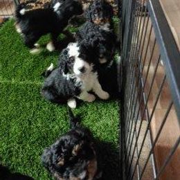 Bernedoodle Puppies from Kiya's Bernedoodles