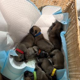 Pug Puppies from Suleima Hernandez