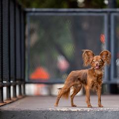 Russian Toys from BMZ Russian Toys