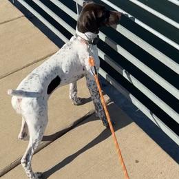 German Shorthaired Pointer Puppies from The Tipsy Rabbit GSP TopDog Kennel