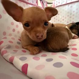 Boo - Gold male Chihuahua puppy in Sherwood, Arkansas from Bartelt Breeders