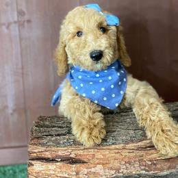 Purple collar - Goldendoodle puppy from Cisneros Goldendoodles