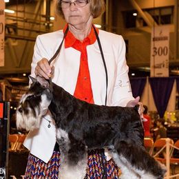 Miniature Schnauzers from Express Miniature Schnauzers