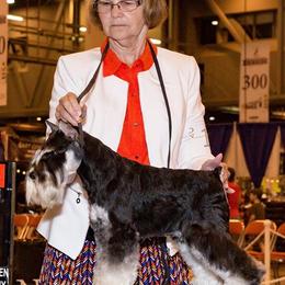 Miniature Schnauzers from Express Miniature Schnauzers